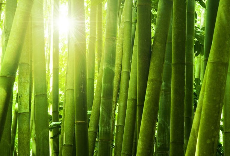 Goedkoop fotobehang bomen, een berkenbos of bamboe, makkelijk besteld en snel in huis! - Repro.nl