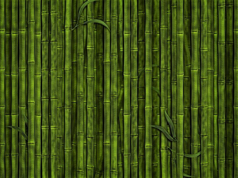 Goedkoop fotobehang bomen, een berkenbos of bamboe, makkelijk besteld en snel in huis! - Repro.nl