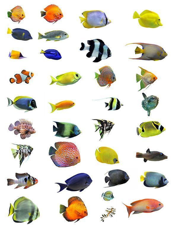 programma weer Alsjeblieft kijk Tropische Vissen Patroon fotobehang, makkelijk besteld en snel in huis! -  Repro.nl